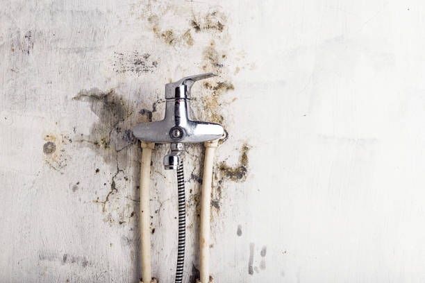 Best Mold Removal Near Me  in Wyanet, IL