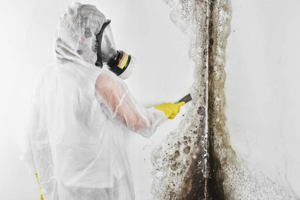 Best Home Mold Removal  in Wyanet, IL