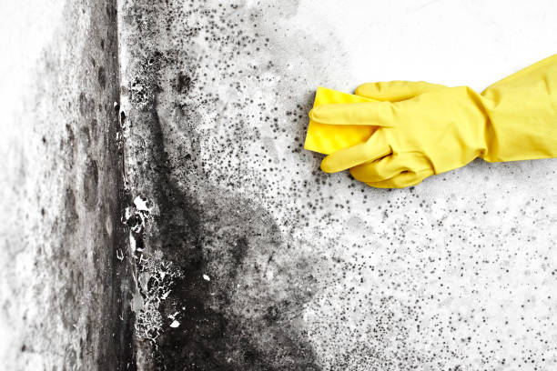 Best Office Mold Removal Services  in Wyanet, IL