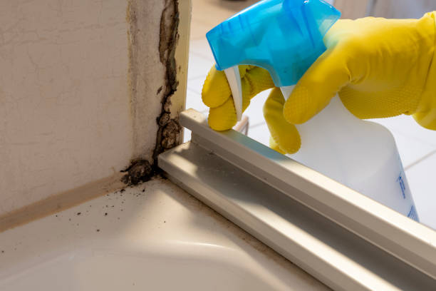 Best Local Mold Removal Service  in Wyanet, IL