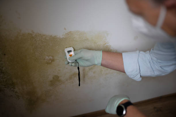 Best Fast Mold Removal  in Wyanet, IL