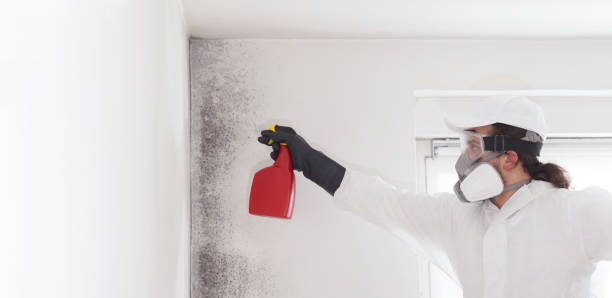 Best Mold Cleaning Services  in Wyanet, IL