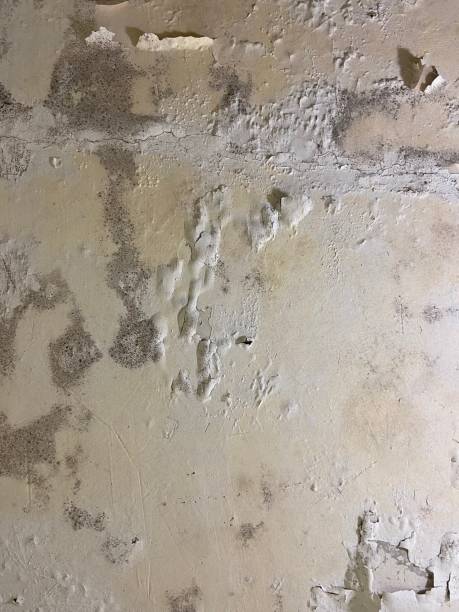 Best Toxic Mold Removal  in Wyanet, IL