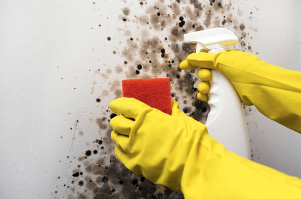 Mold Removal Process in Wyanet, IL