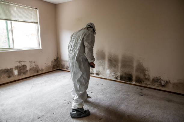 Best Mold Removal Process  in Wyanet, IL
