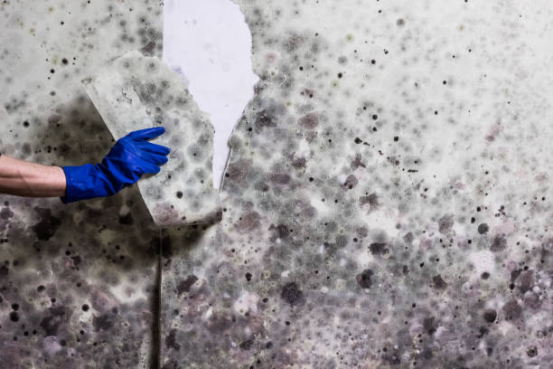 Best Mold Remediation  in Wyanet, IL