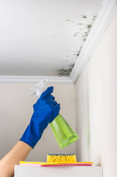 Best Emergency Mold Removal  in Wyanet, IL