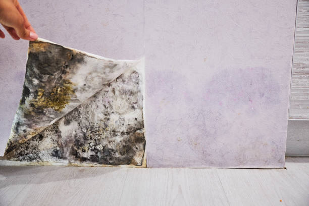 Best Mold Testing  in Wyanet, IL